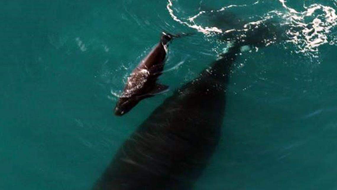 Wildlife officials concerned about 43-foot whale and her calf off the Florida Keys
