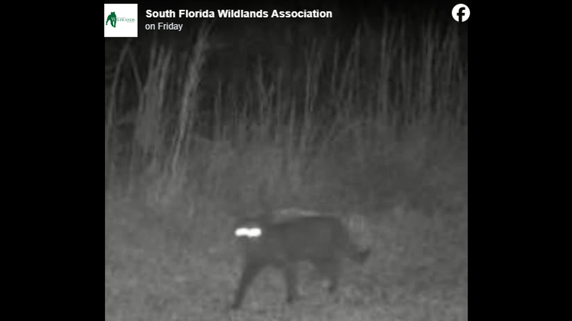 This is the trail camera photo that has sparked debate. It was taken on public lands in southwest Florida and experts say it’s tough to pinpoint a species.
