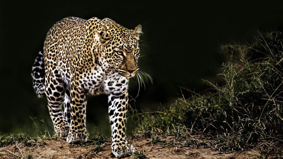 Leopards have distinctive spots, but could their roars be just as identifiable?