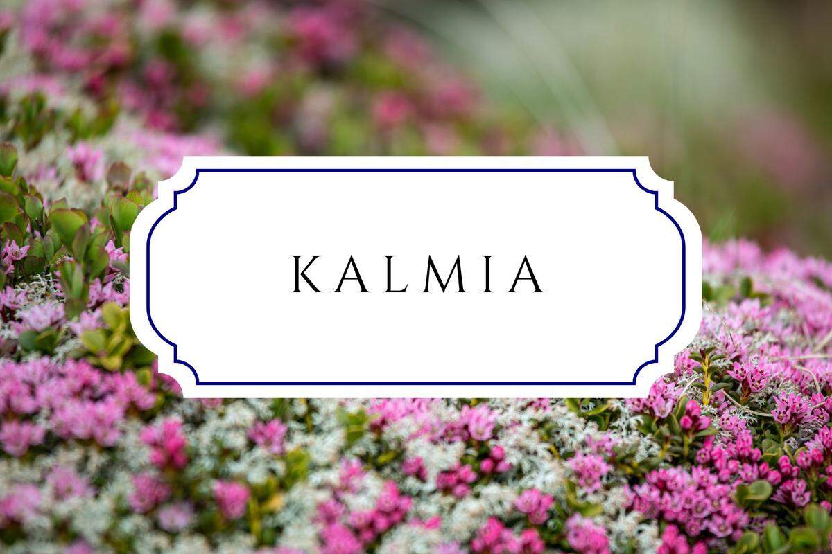 names that mean flower kalmia