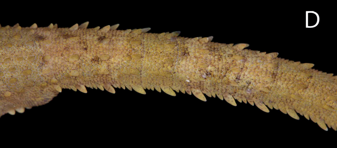 A close-up view of the “tooth-like” spikes on the spiny-tailed bent-toed gecko’s tail.