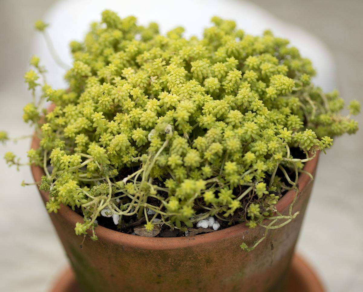 Many Sedum plants need direct sun and rocky, fast-draining soil. Too much rain and compacted soil cause root rot.