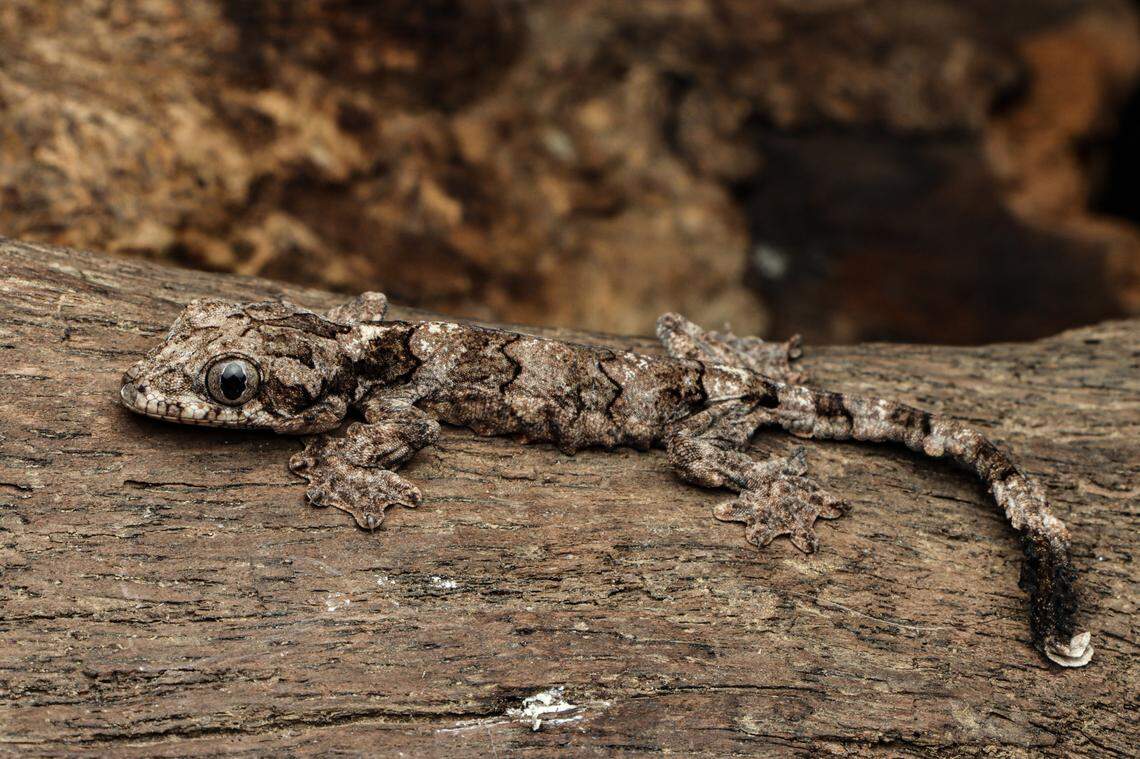 A juvenile Mizoram parachute gecko, or Gekko mizoramensis.