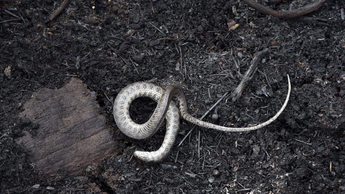 dead vine snake on ground