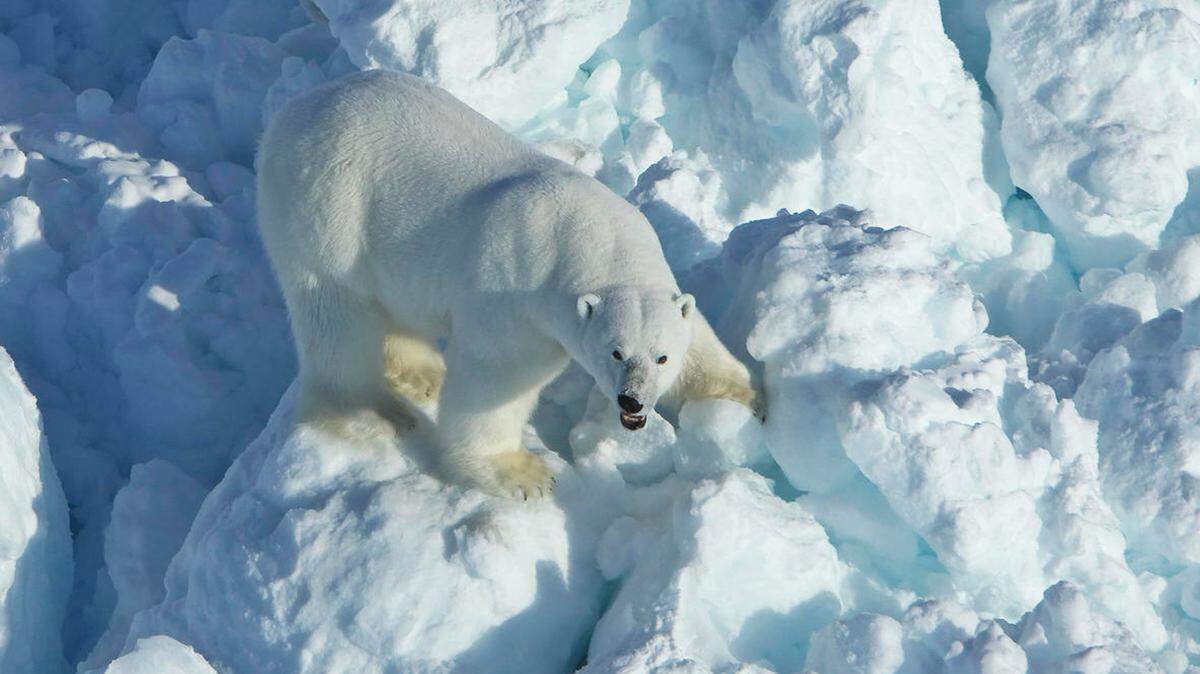 Officials in Svalbard, Norway, said a French woman was mildly injured when a polar bear attacked the tent campsite of a group of tourists on an Arctic island.