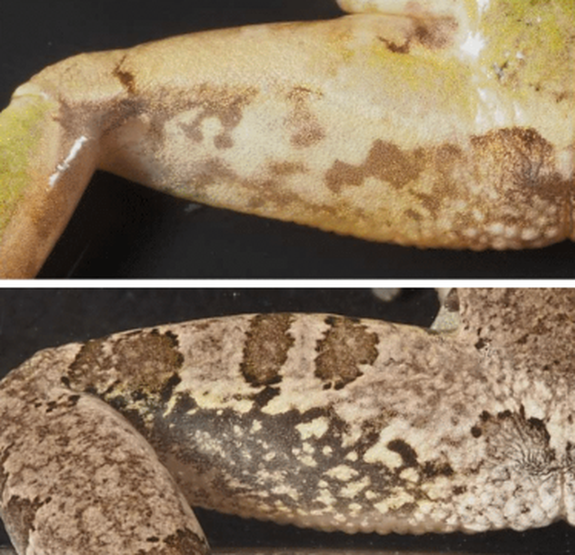 The “leopard”-print coloration on the back of the thighs contributes to the frog’s establishment as a new species.