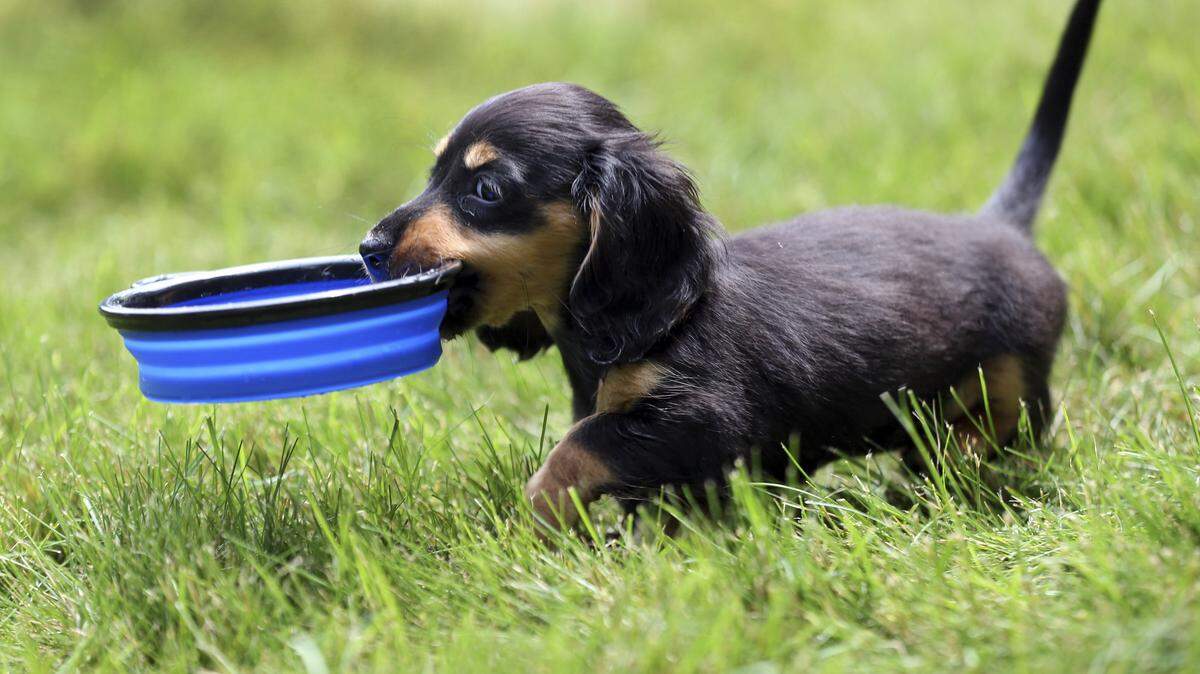 The Centers for Disease Control and Prevention is warning people that pet store puppies are likely to blame for a break-out of antibiotic-resistant Campylobacter that has infected 118 people since January 2016.