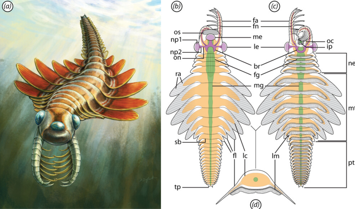The new species was nicknamed “sea-moth” because of its similarity to fictional Japanese kaiju Mothra, researchers said.
