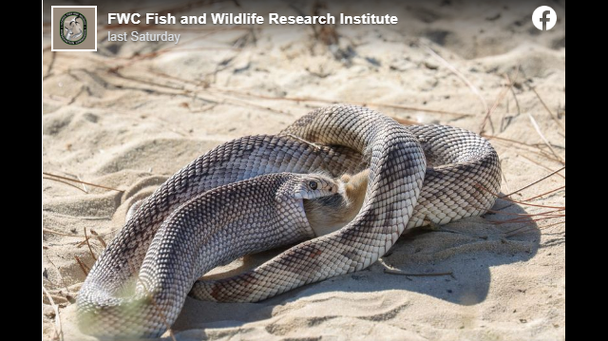 A rarely seen Florida pine snake was seen swallowing a young eastern cottontail in Ocala National Forest, the Florida Fish and Wildlife Conservation Commission says.