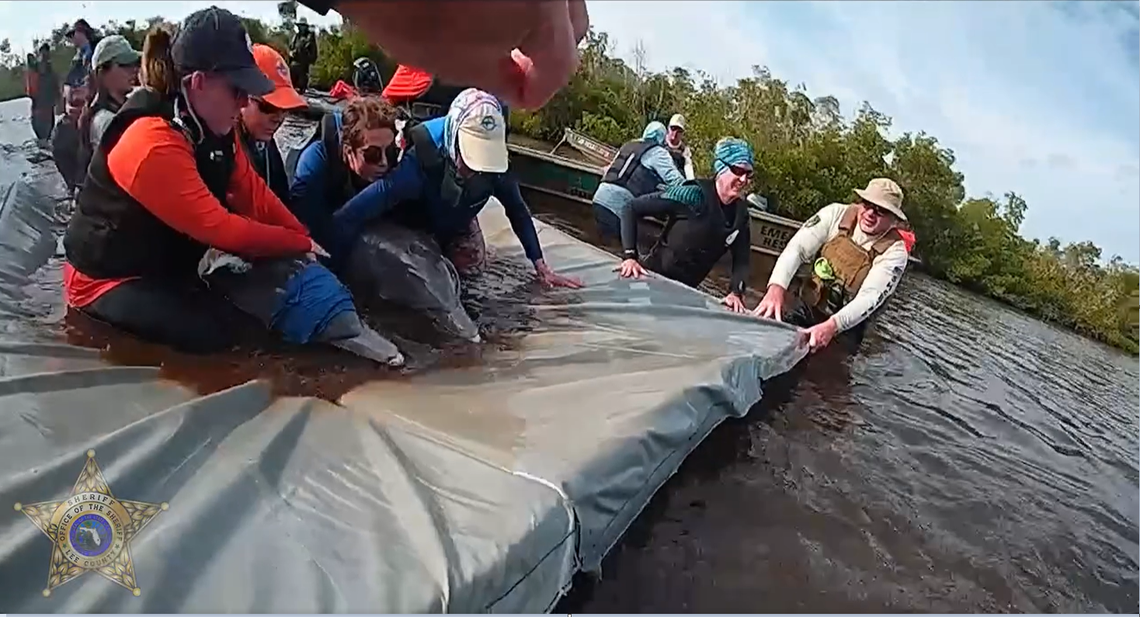 The dolphins’ predicament was discovered Monday, Dec. 9, in waters near Matlacha, the Lee County Sheriff’s Office says.