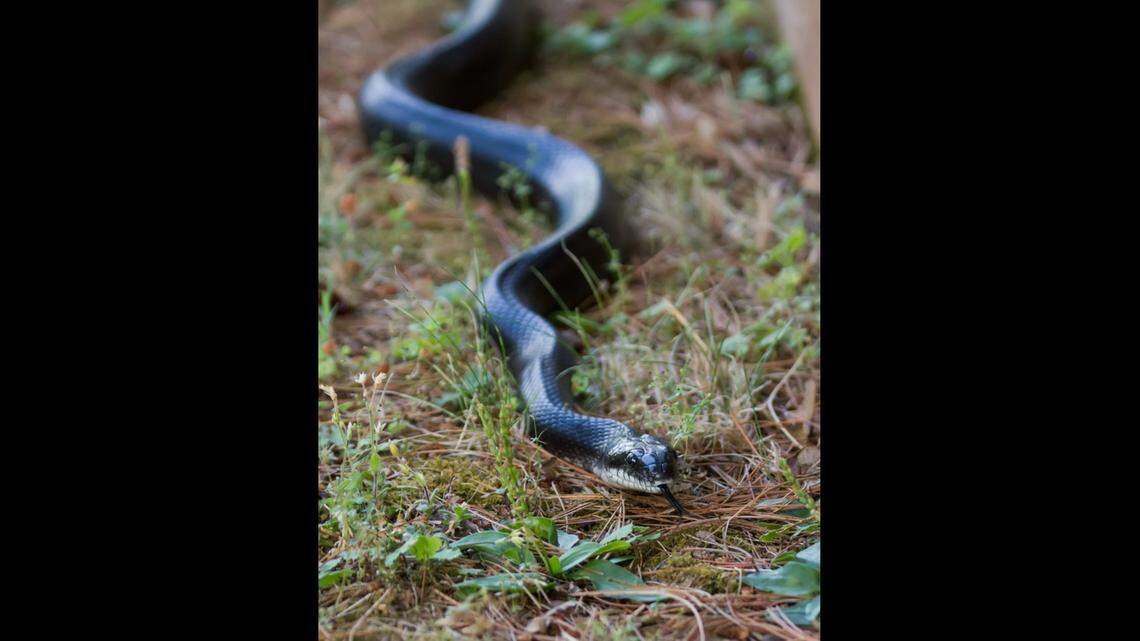 Multiple species of snakes have been found dead at the substation, officials say. This is a black rat snake, which is native to the region.