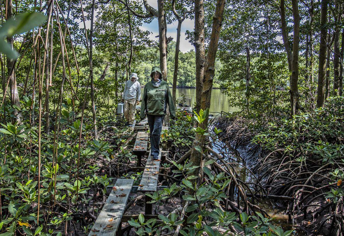 Everglades National Park: Dr. Evelyn Gaiser the George M. Barley, Jr. Endowed Scholars Chair at Florida International University, is prepared for the summer bugs as she visits a research area in a mangrove forest off Shark River in Everglades National Park with Lab Manager Rafael Traveiso.