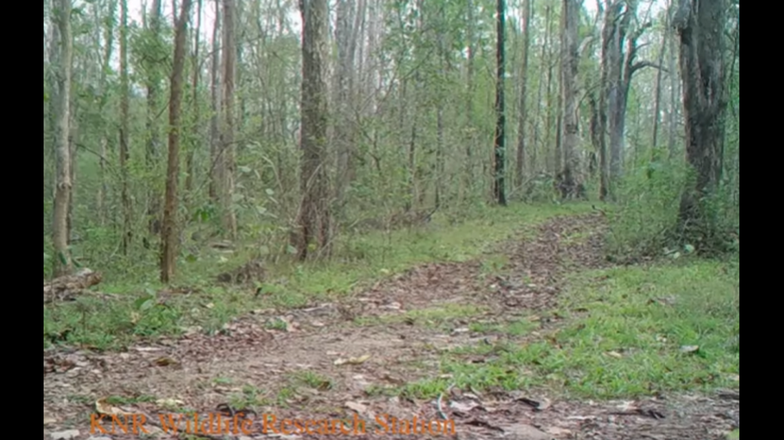 In a national park in Thailand, a massive, rare creature appeared on trail camera with its family.