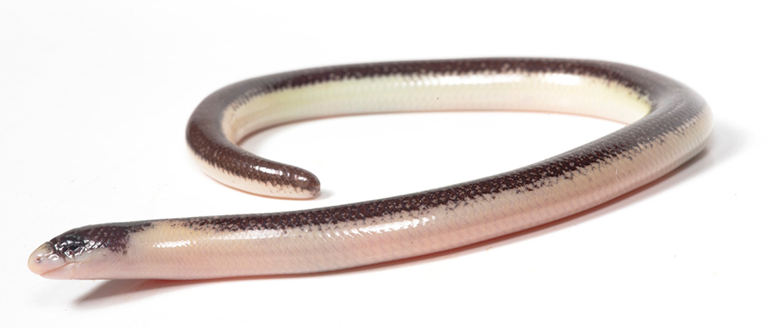 An Acontias mukwando, or Serra da Neve lance-skink, as seen from close up.