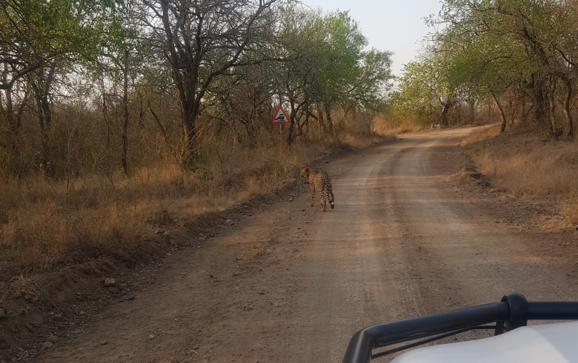 A close-up photo shows the cheetah along a road in the Mlawula Nature Reserve.