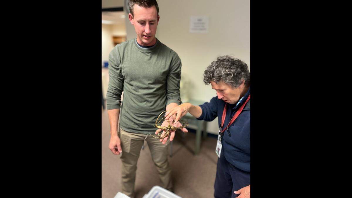 This provided photo shows the 93-year-old ginseng root found in Vermont.