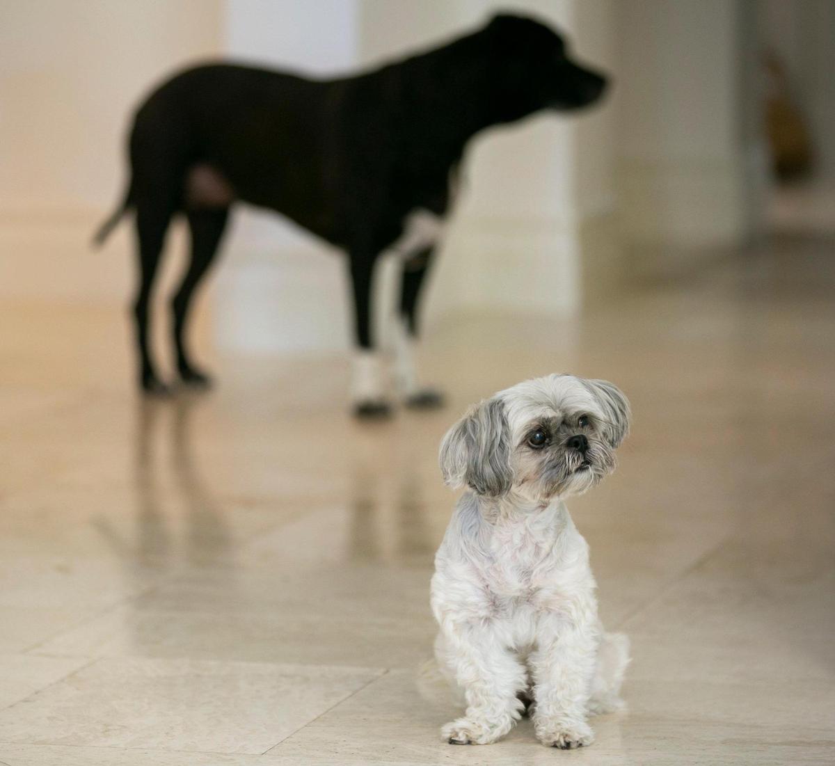 Cindy, front, and Shorty, back, keep an eye on their owner Nick Molina at his house in Miami, Florida, on Oct. 6, 2020. Molina, the founder of Hungry Bark, designed the startup to help dogs reach their peak performance by personalizing dog food for them.