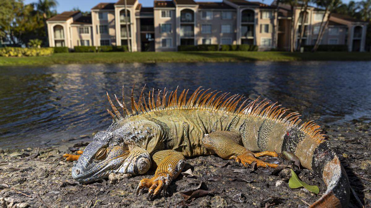An iguana is seen laying on the ground in a neighborhood as temperatures dip into the 30s as a cold front makes its way across South Florida on Sunday, Feb. 1, 2026, in Pembroke Pines, Fla.