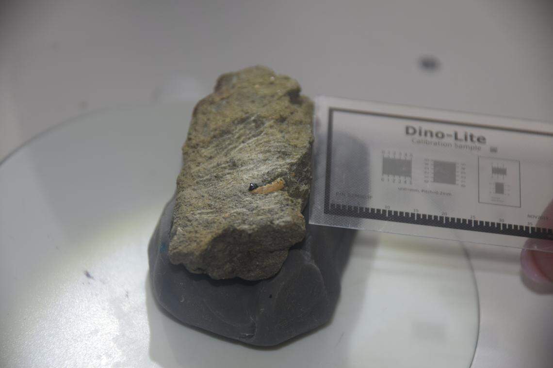 The small fragment of jaw with a single tooth was used to identify the new species.