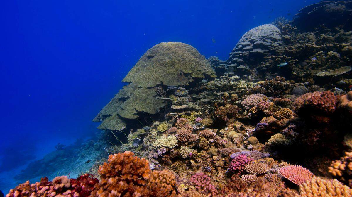 On a shallow reef off the coast of Japan, a small fish was found to belong to a new species.