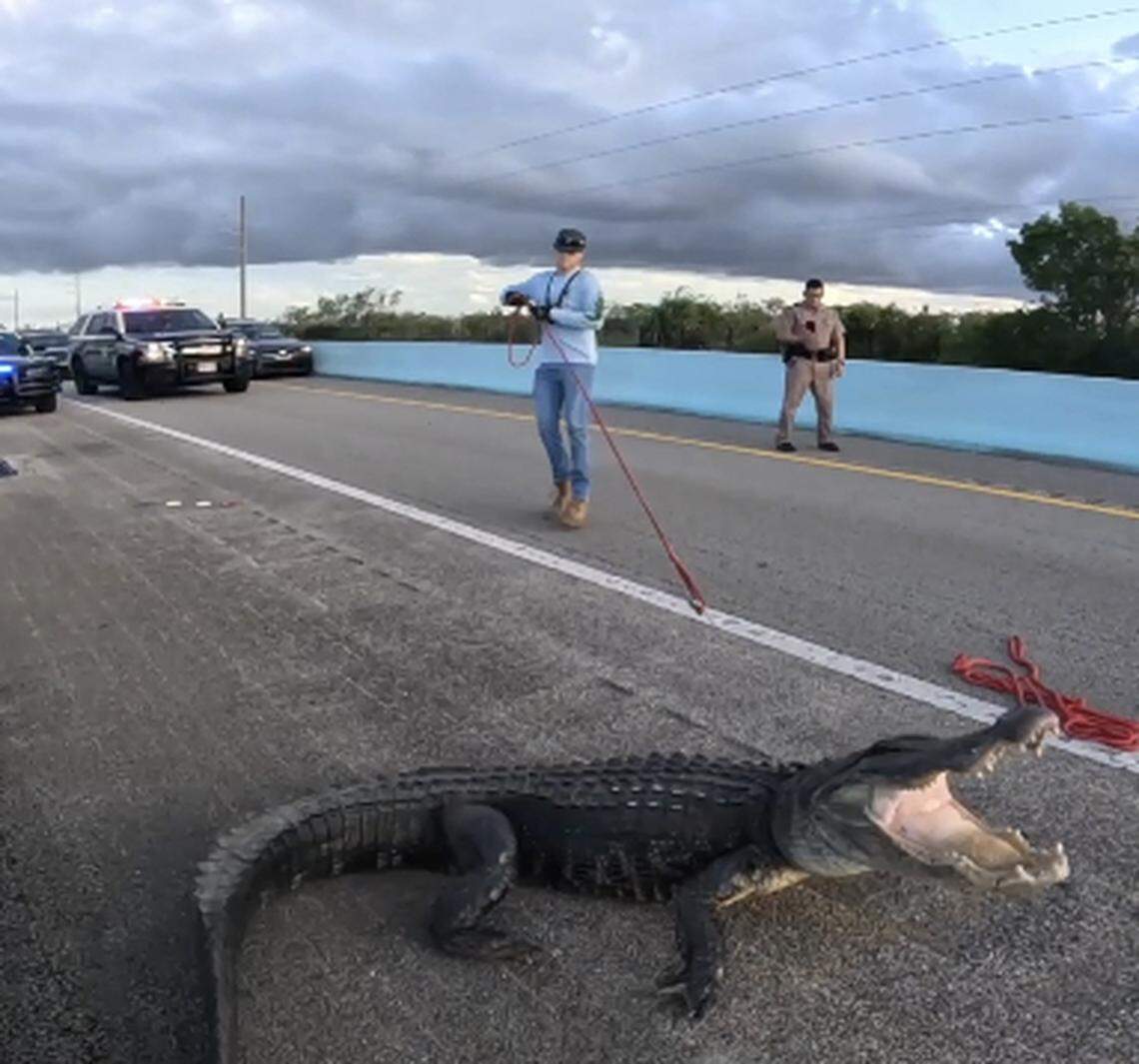 Animal trappers attempt to wrangle an alligator on the 18 Mile Stretch of U.S. 1 heading into the Florida Keys Monday, June 5, 2023.