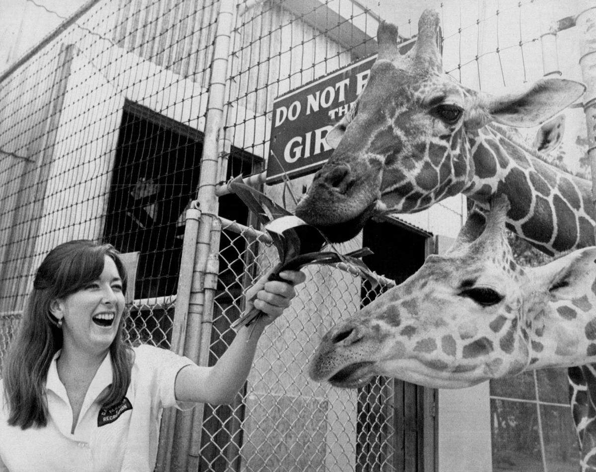 Ignoring a “Do not Feet the Giraffes” sign, zoo keeper Michele MacMillan, 22, feeds two of the long-necked creatures some of their favorite food, palm leaves, Miss MacMillan, who is employed as a zoo keeper at the Crandon Park Zoo on Key Biscayne, is one of the people that can break the rule of the sign and feed the animals.