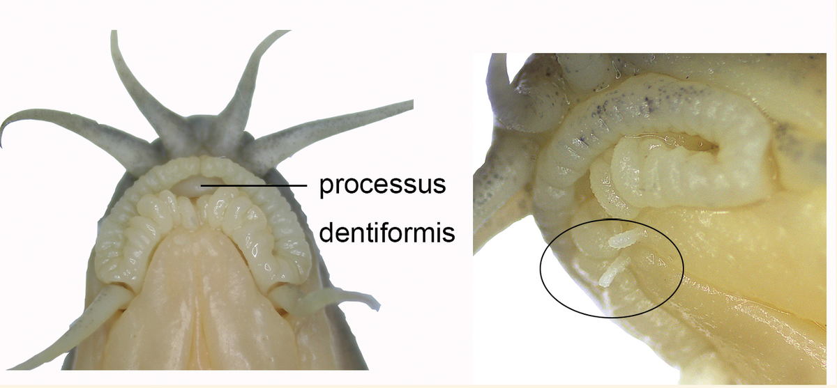 The new species has two additional small barbels on the chin of females.