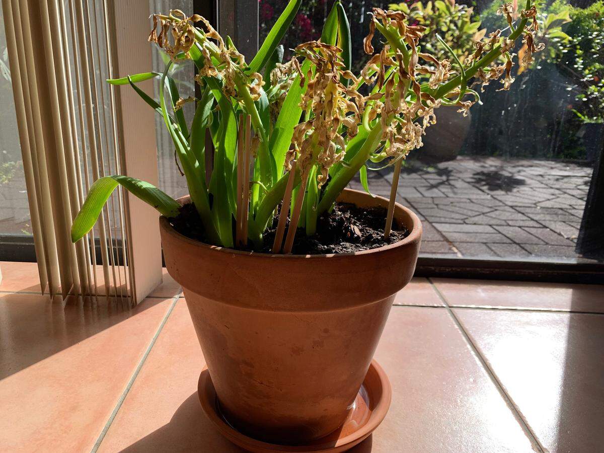 Plants thirsty? Looking a bit brown around the gills? You’re not alone. Miami hasn’t had rain since Feb. 17, 2023. Only a small 20% chance is forecast on March 6, 2023.
