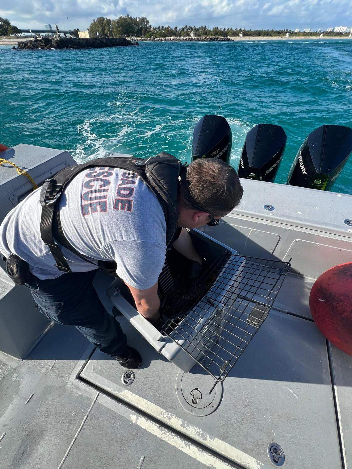 Miami-Dade Fire Rescue and the U.S. Coast Guard saved an entangled pelican near Haulover Inle on Jan. 6, 2026.