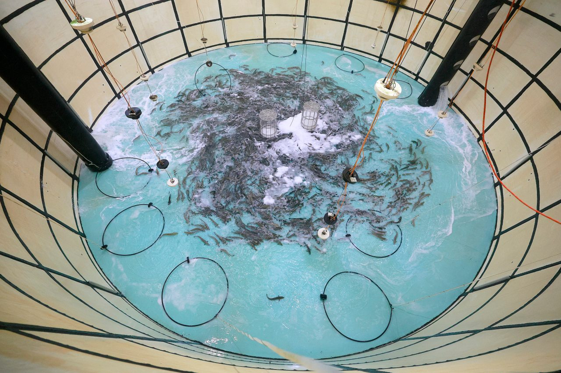 Adult salmon at the bottom of a tank at Atlantic Sapphire Bluehouse Salmon farm in Homestead on Friday, Feb. 7, 2025.