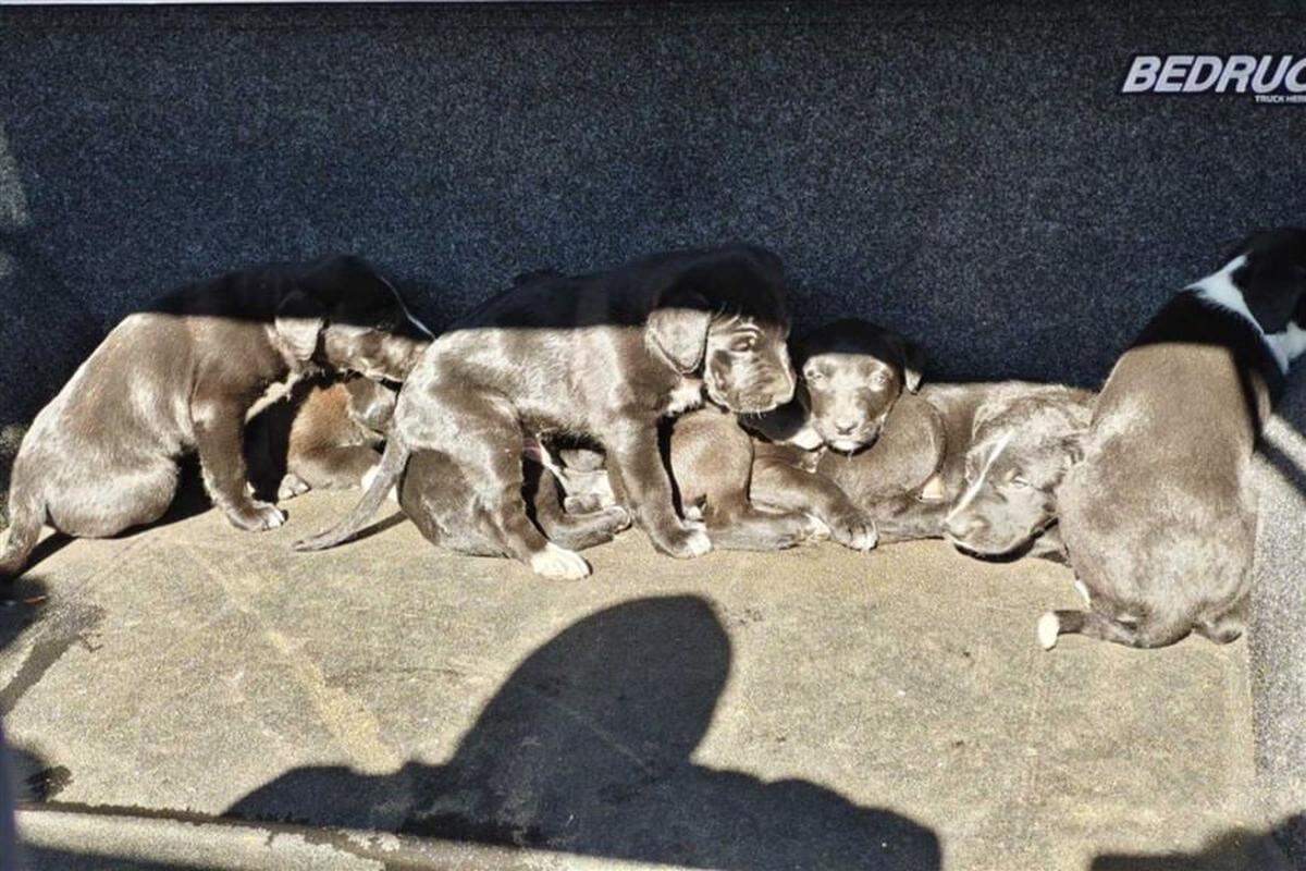 The black and white puppies are believed to be a collie-working dog cross breed and were in good health when they were rescued.