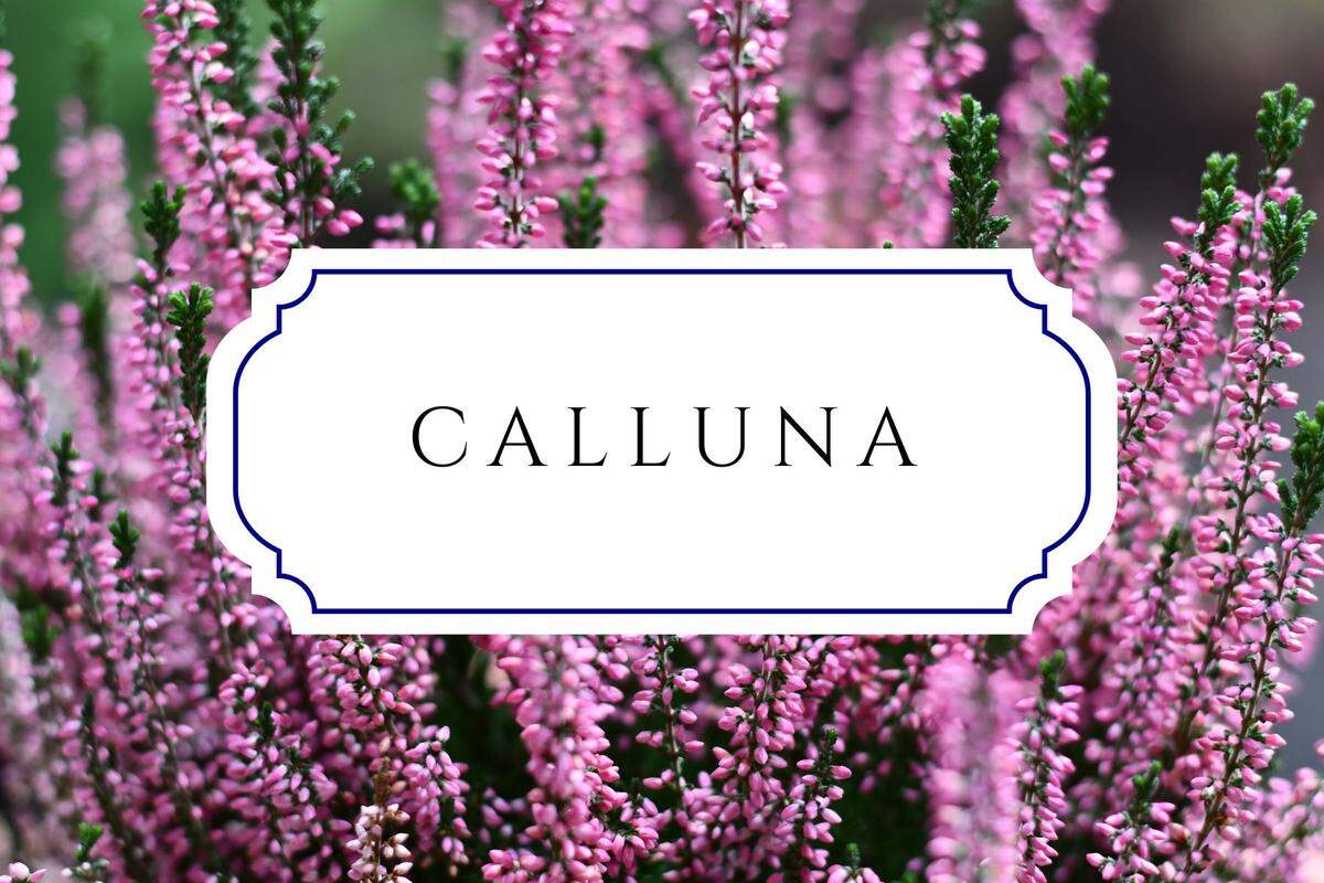 names that mean flower calluna