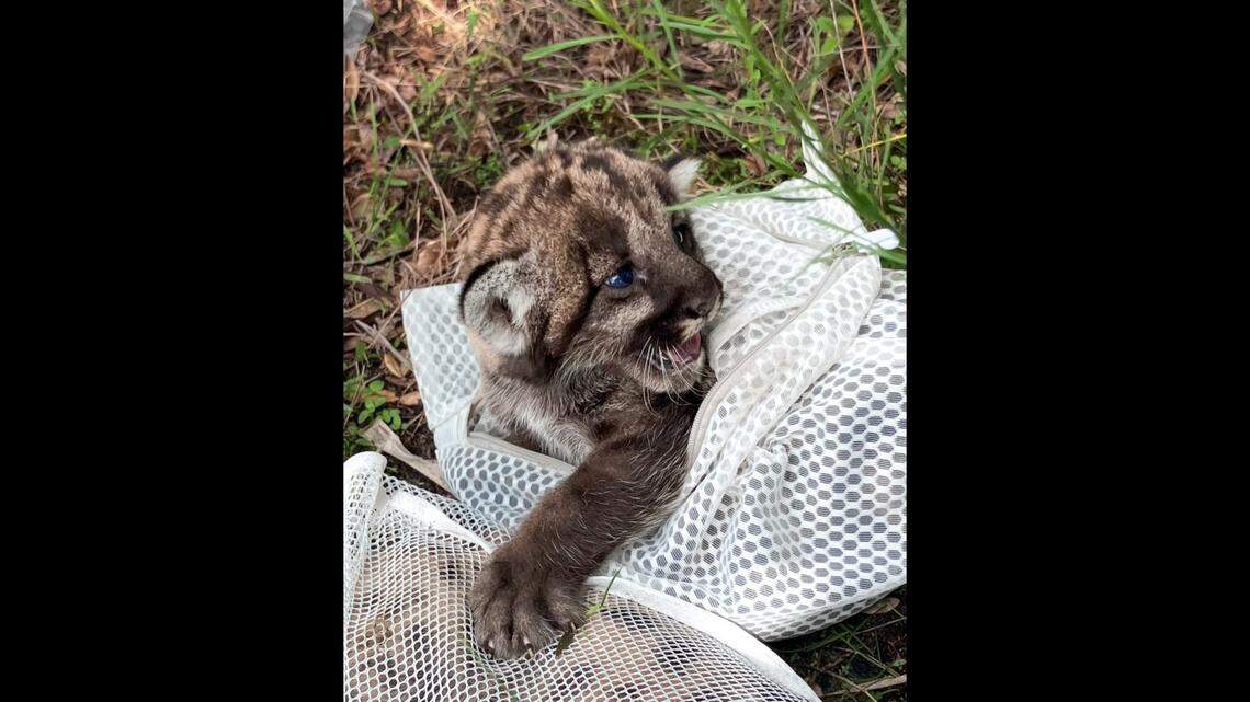 The panther kittens were about 4.5 weeks old when they were killed, officials say.