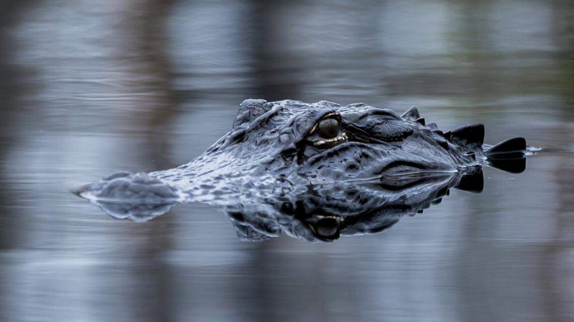 A woman died after two alligators, not pictured here, grabbed her in a Florida golf course pond, officials said.