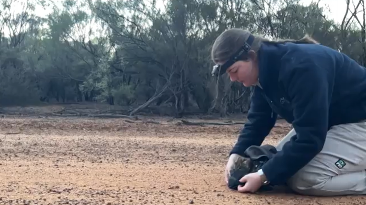 An endangered species was reintroduced to Western Australia. Now the animals are welcoming grandchildren.