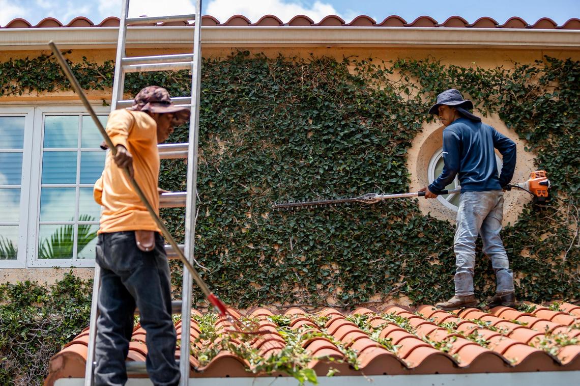 Landscapers Kevin Perez, 26, right, and his father, Ciro Perez, 49, work to trim leaves while working at a home on Thursday, May 11, 2023, in Coral Gables, Fla.