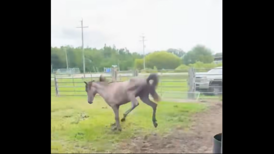 The video of Thunder kicking up his heels had racked up 1,700 comments as of Thursday, May 5, many noting the ordeal had clearly not broken his spirit.