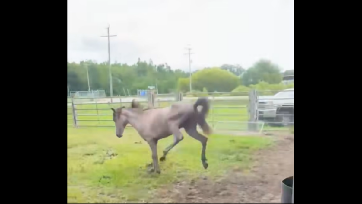 The video of Thunder kicking up his heels had racked up 1,700 comments as of Thursday, May 5, many noting the ordeal had clearly not broken his spirit.