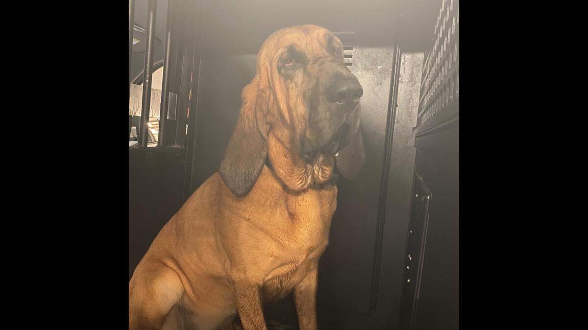 Lee County Sheriff’s Office’s K9 Mercy rescued a lost 12-year-old girl who was lost in the woods during severe weather from Tropical Storm Elsa on July 6, 2021.