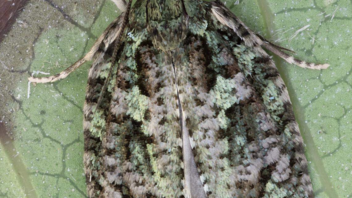 A newly discovered moth with colorful wings found by researchers from the University of Hawaiʻi at Mānoa.