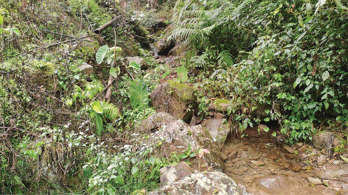In a stream in a city in southern China, calls led researchers to a new species.
