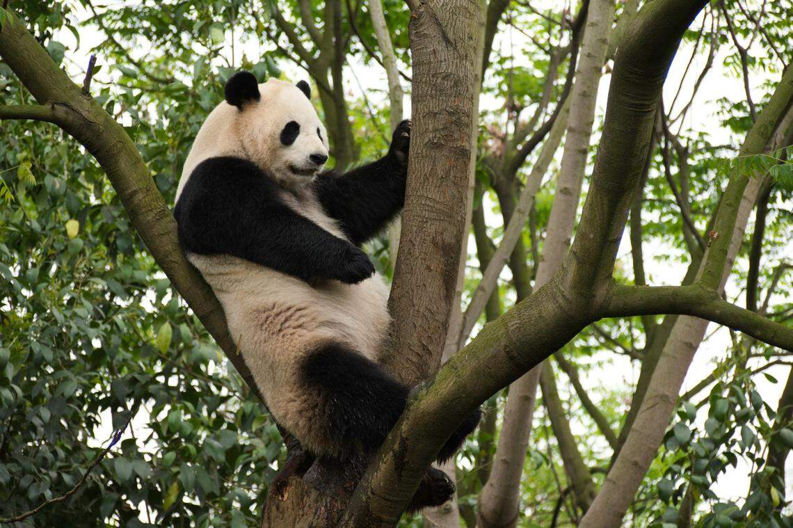 The gigantic ancient bears were relatives of the modern-day giant panda.