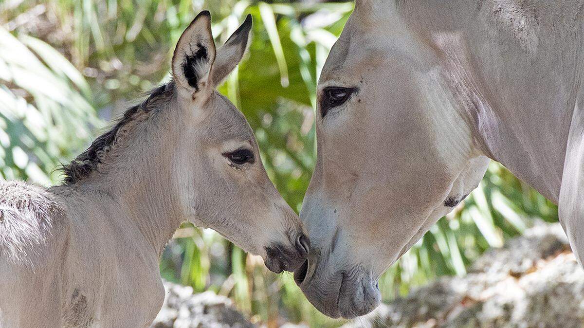 The newborn endangered Wild Somali Wild Ass and its mother Lisha at Zoo Miami. They are now on exhibit at the zoo.