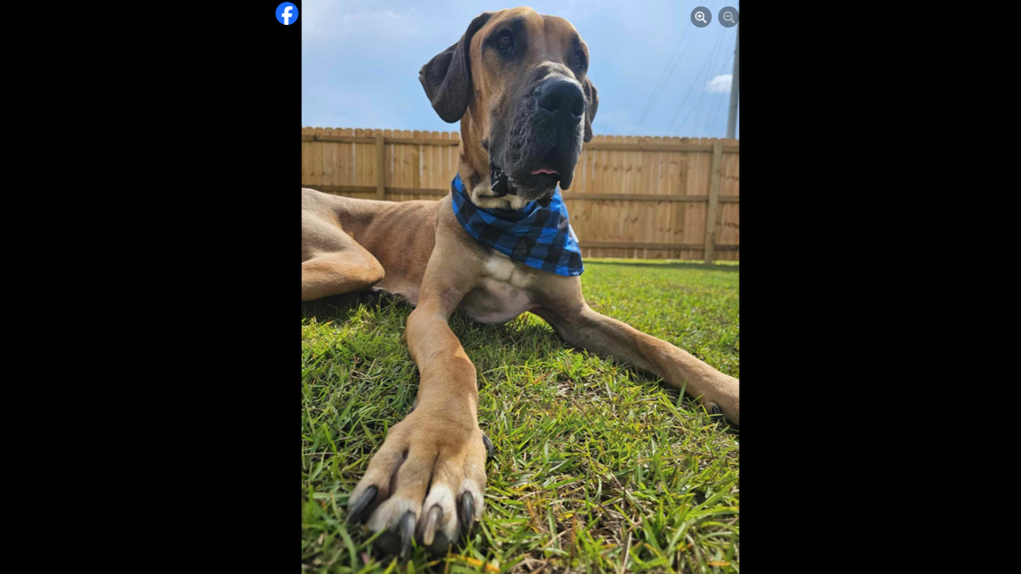 Brighton uses his size to his advantage, the Florida rescue said.