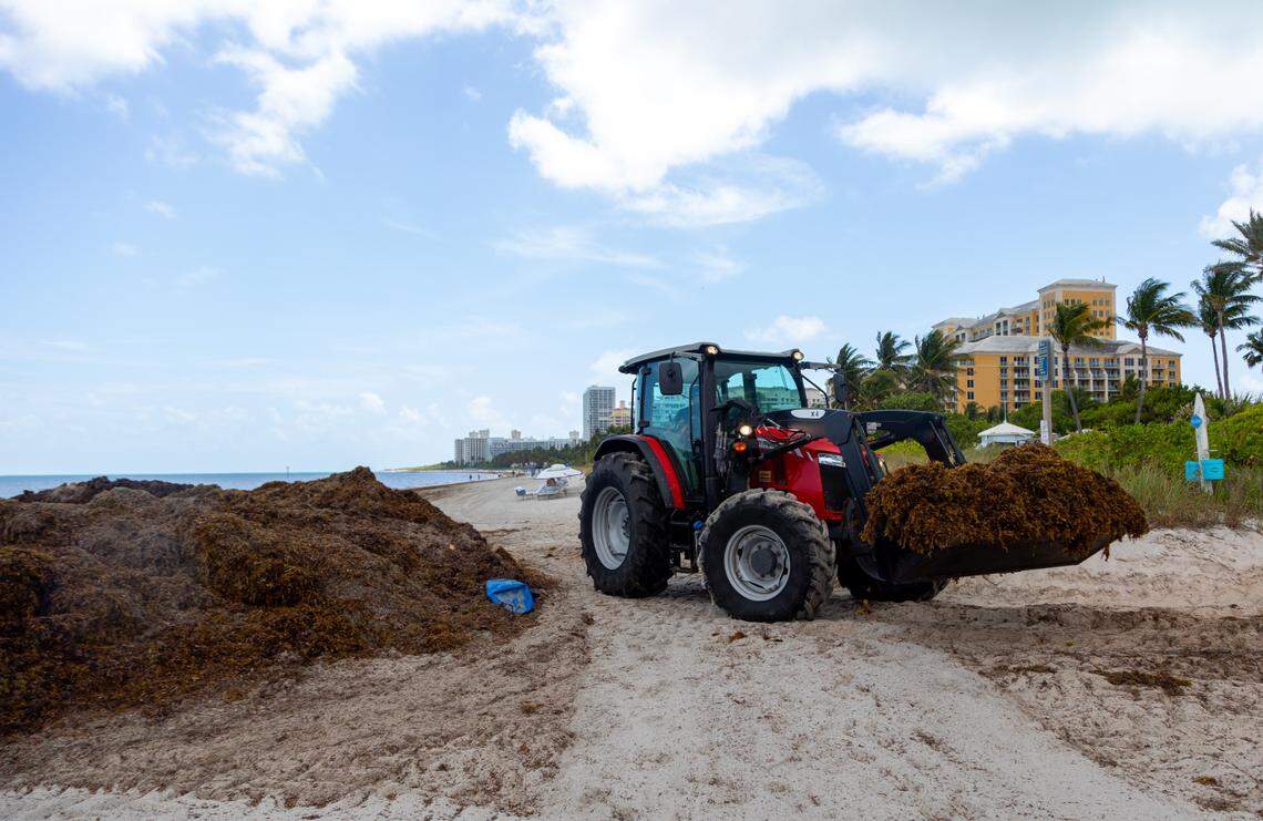 Smelly sargassum was raked from the coastline of Key Biscayne on Thursday April 24.