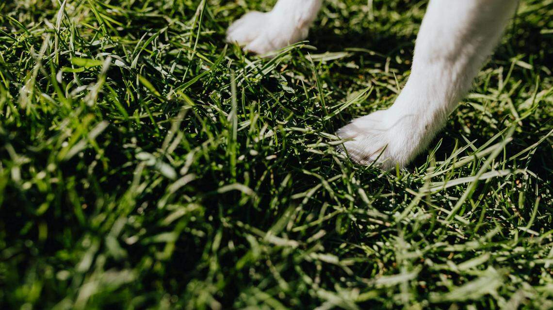 A Georgia woman is accused of filing 48 claims under her dog’s pet insurance policy for veterinary care, some it never received, according to state investigators.