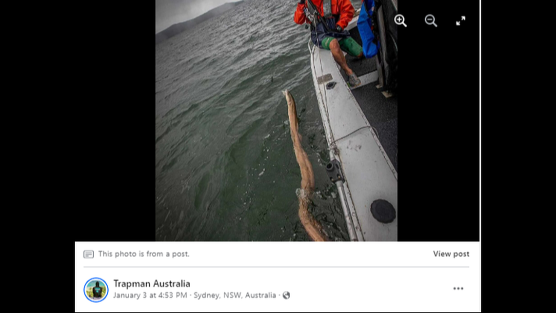 Multiple photos were shared with Trapman Australia’s 250,000-plus Facebook followers, including one showing the beast trailed nearly the length of the boat.