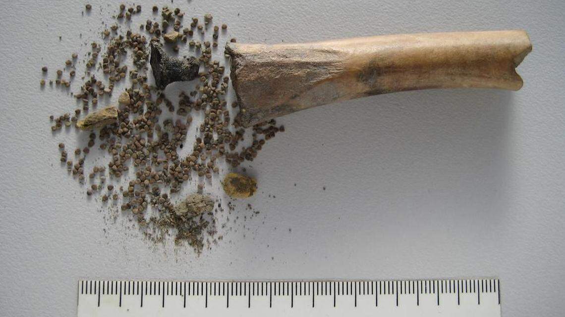 An ancient animal bone filled with poisonous and hallucinogenic seeds was unearthed in the Netherlands, archaeologists said.