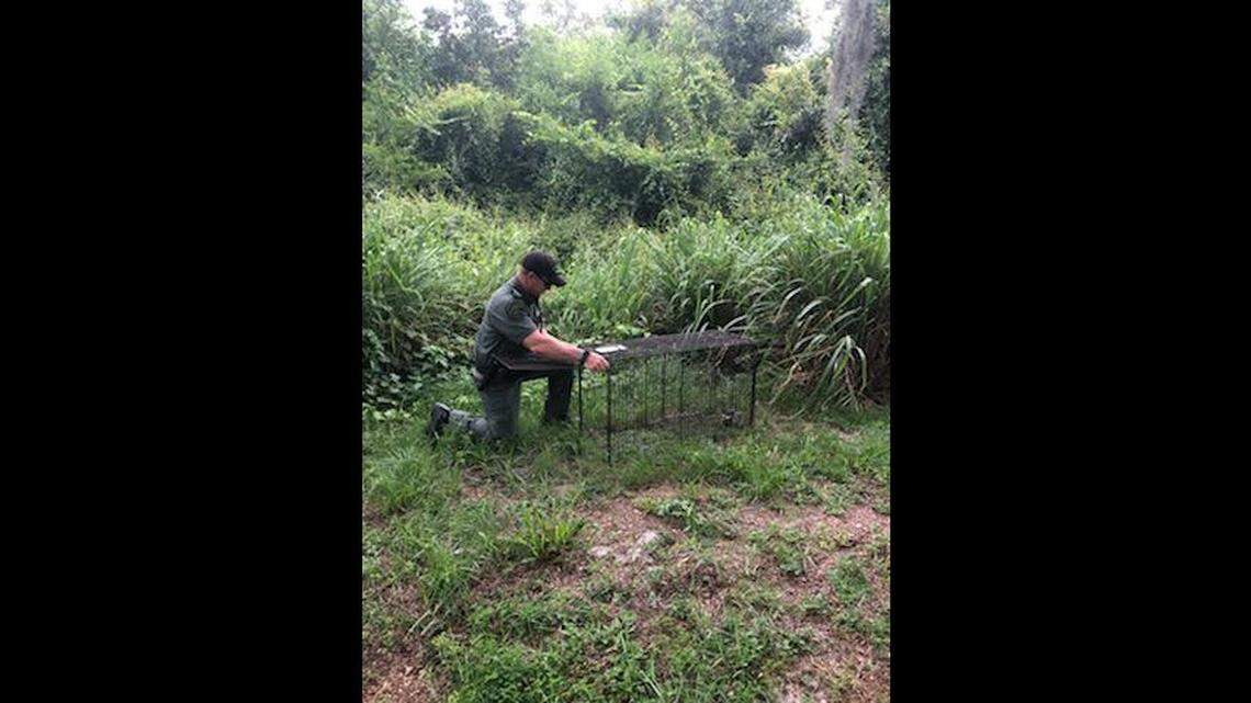 Un agente de la Policía del Condado de Highlands pone una trampa para atrapar perros sueltos en un área boscosa de una comunidad residencial.