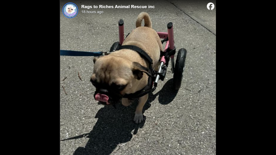 A woman tried to take a dog that uses a wheelchair after being denied adoption, according to staff at Rags to Riches Animal Rescue in Florida.